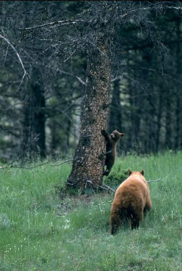 Shangrala's Grand Teton National Park