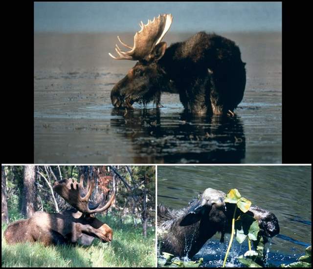 Shangrala's Grand Teton National Park