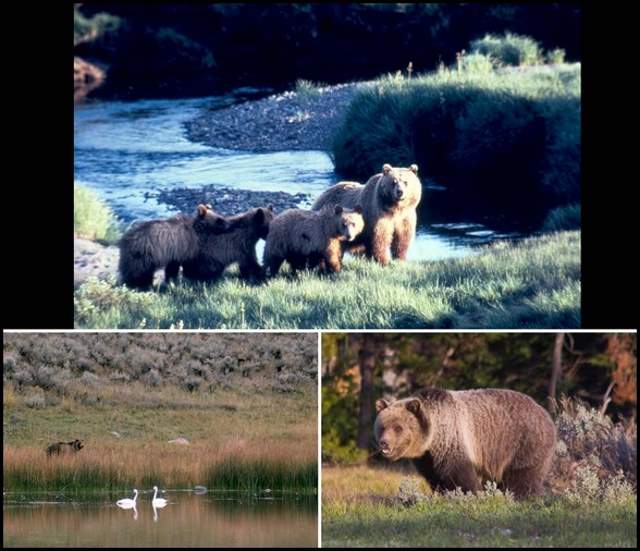 Shangrala's Grand Teton National Park