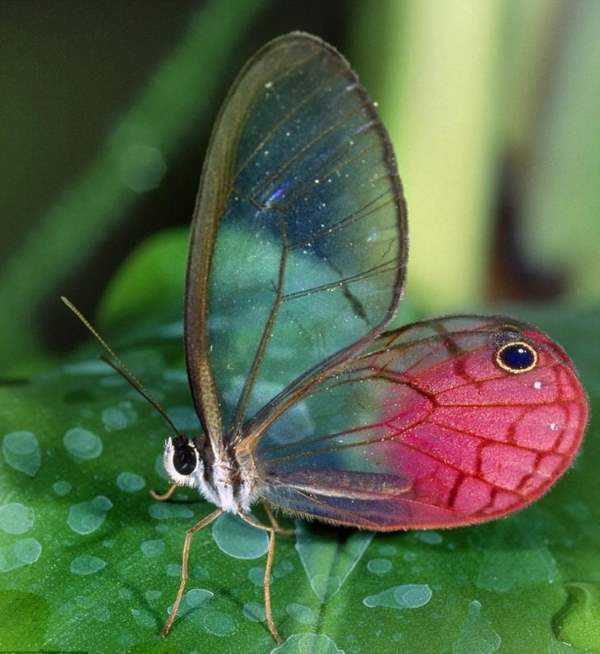 Shangrala's Transparent Critters