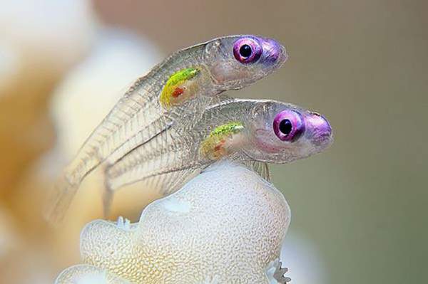 Shangrala's Transparent Critters