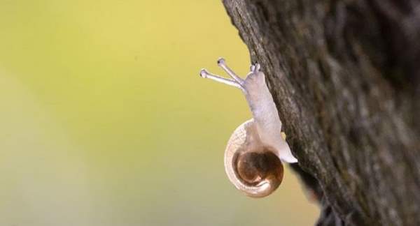 Shangrala's Transparent Critters