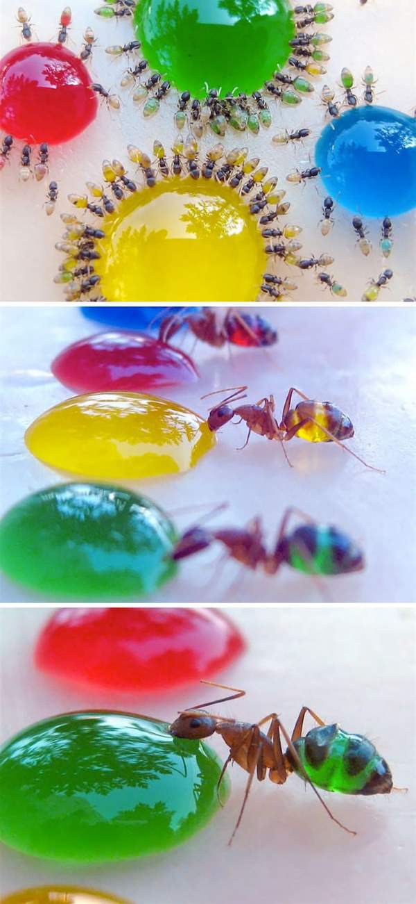 Shangrala's Transparent Critters