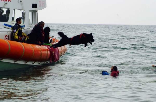 Shangrala's Water Rescue Dogs