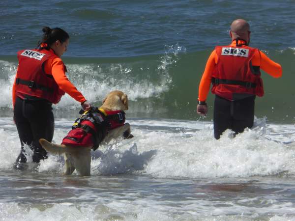 Shangrala's Water Rescue Dogs