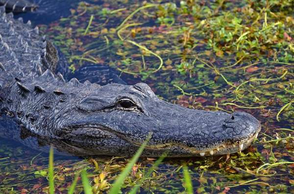 Shangrala's Incredible Wildlife Photos 4