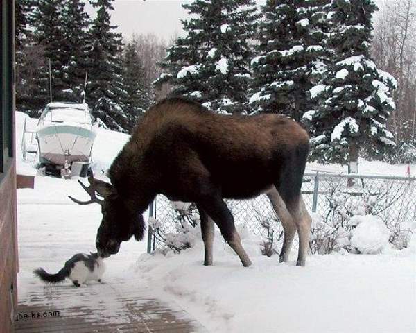 Shangrala's Incredible Wildlife Photos 4