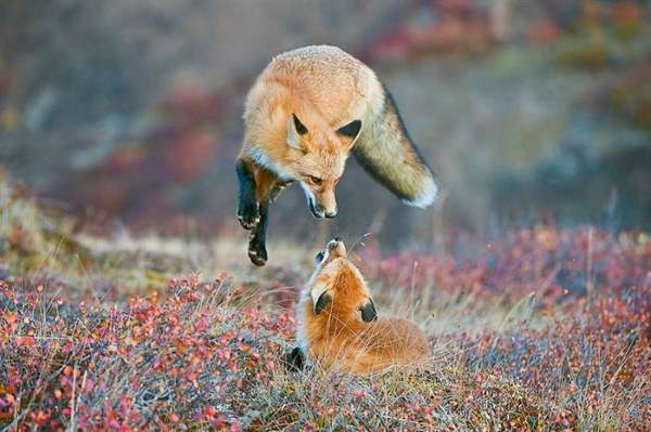 Shangrala's Incredible Wildlife Photos 4