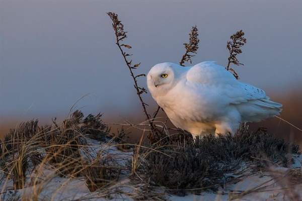 Shangrala's Incredible Wildlife Photos 4