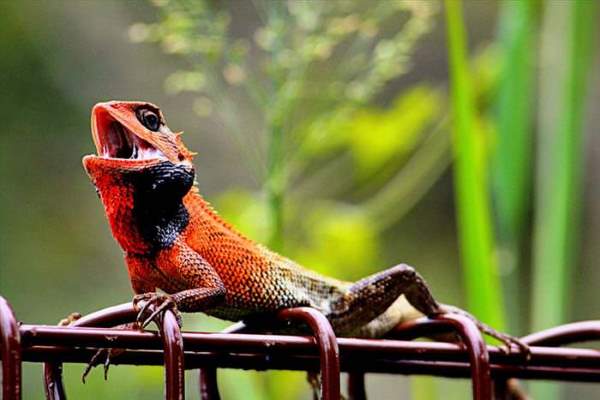 Shangrala's Incredible Wildlife Photos 5