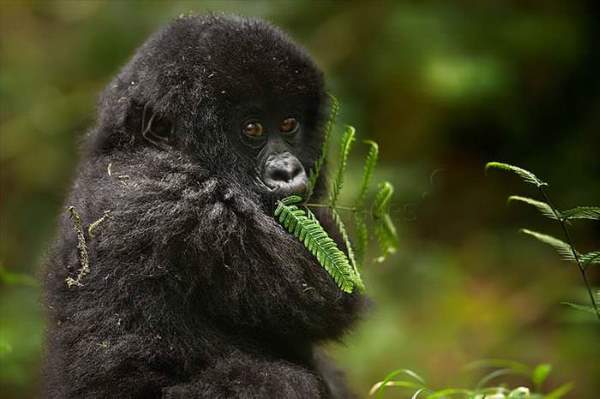 Shangrala's Incredible Wildlife Photos 5