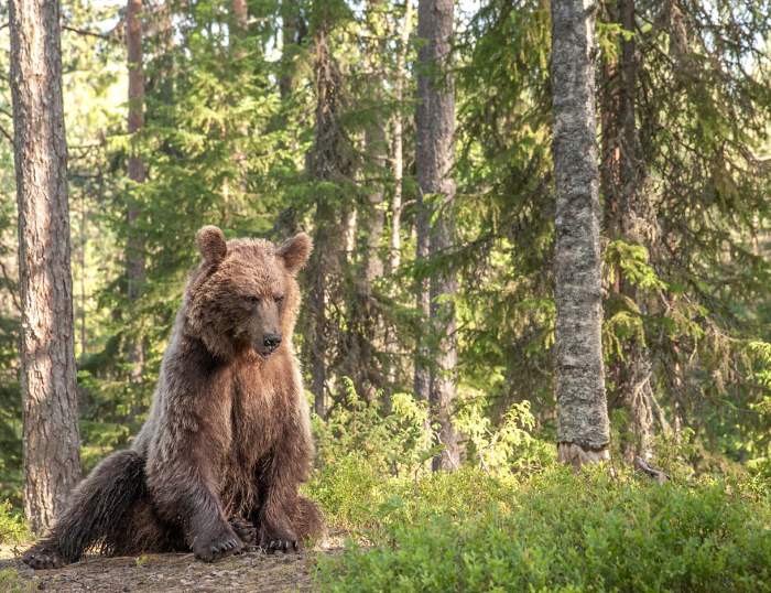 Shangrala's Living With Bears