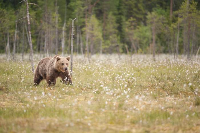 Shangrala's Living With Bears