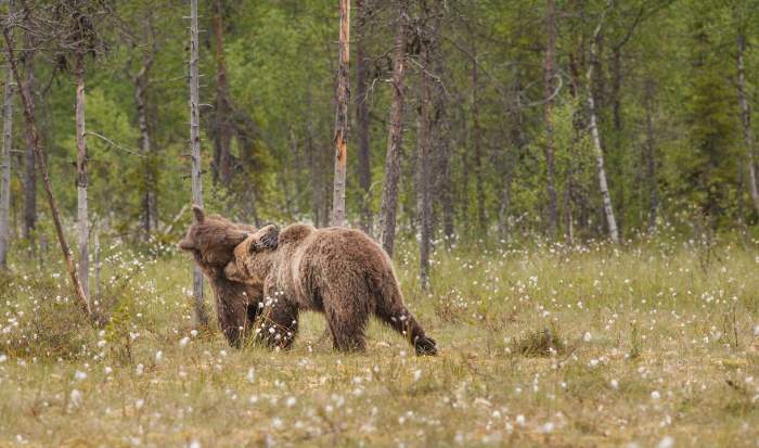 Shangrala's Living With Bears