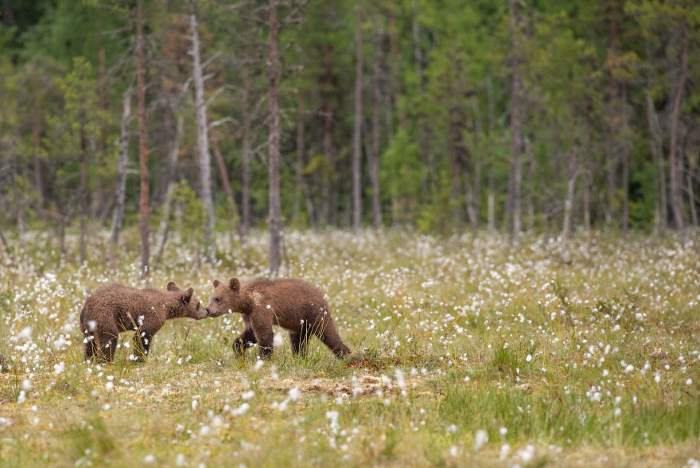 Shangrala's Living With Bears