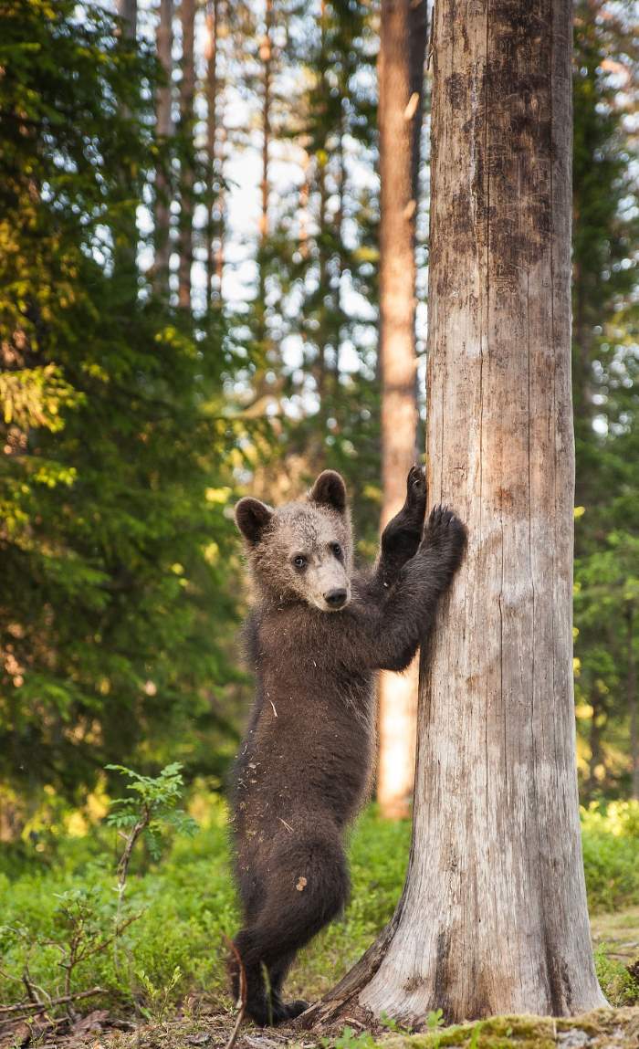 Shangrala's Living With Bears