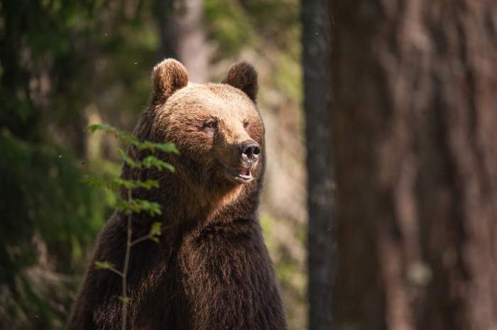 Shangrala's Living With Bears