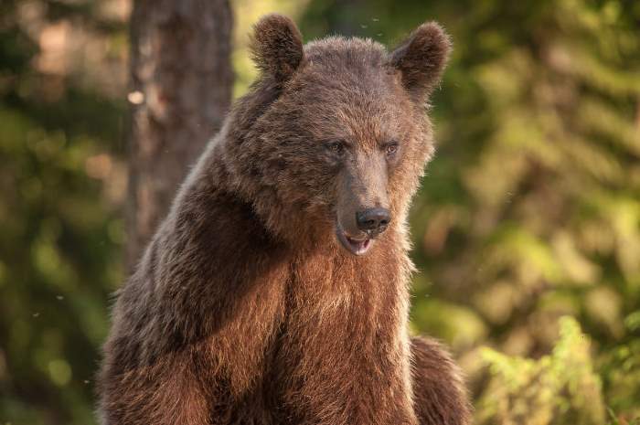 Shangrala's Living With Bears