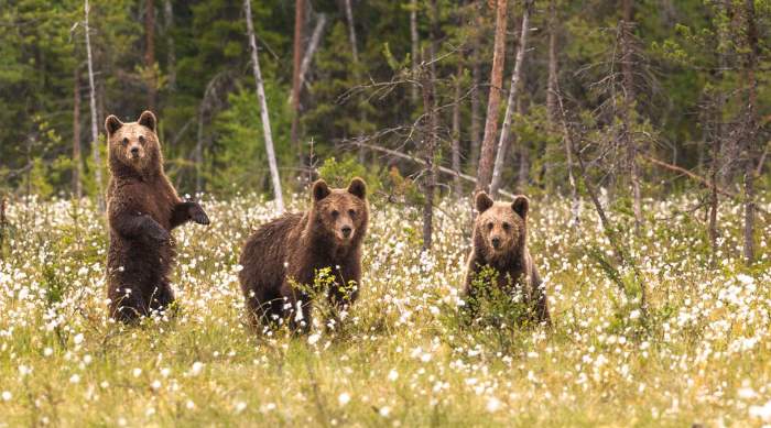 Shangrala's Living With Bears