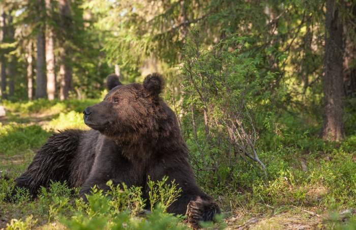 Shangrala's Living With Bears