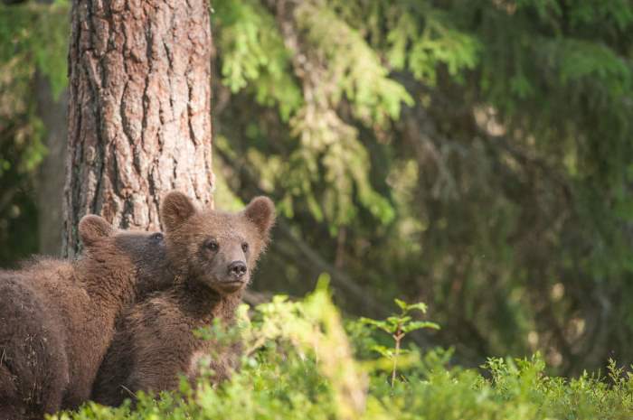 Shangrala's Living With Bears