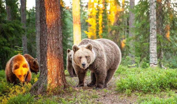 Shangrala's Living With Bears