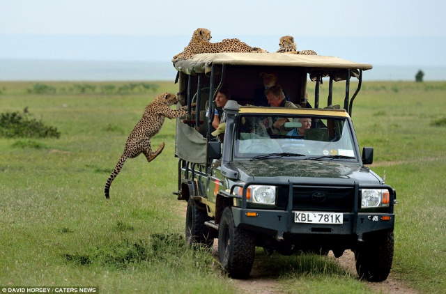 Shangrala's Cheetah Encounter