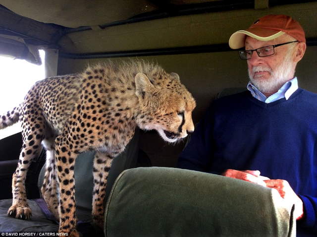 Shangrala's Cheetah Encounter