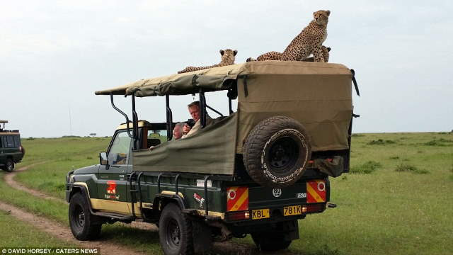 Shangrala's Cheetah Encounter