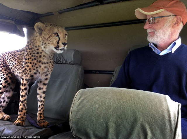 Shangrala's Cheetah Encounter