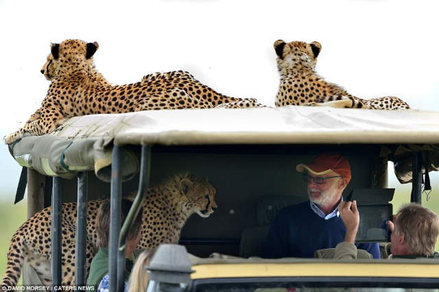 Shangrala's Cheetah Encounter