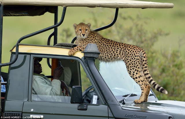 Shangrala's Cheetah Encounter