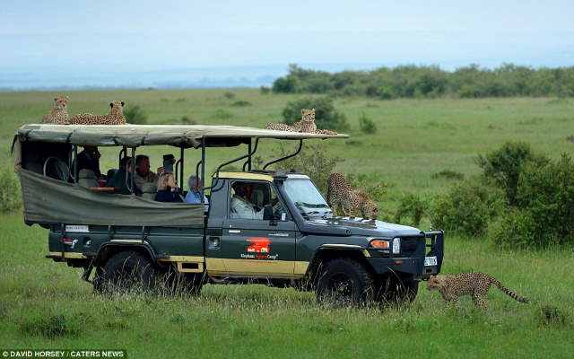 Shangrala's Cheetah Encounter