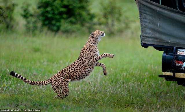 Shangrala's Cheetah Encounter