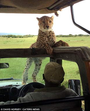 Shangrala's Cheetah Encounter