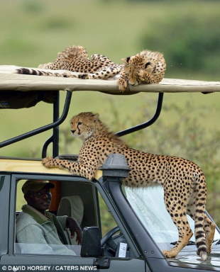 Shangrala's Cheetah Encounter