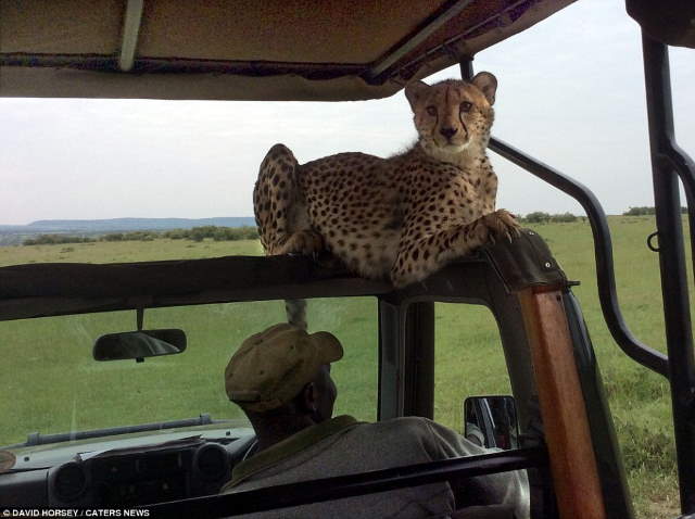 Shangrala's Cheetah Encounter