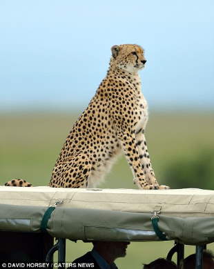 Shangrala's Cheetah Encounter