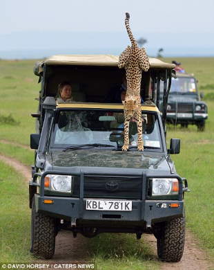 Shangrala's Cheetah Encounter