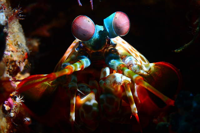 Shangrala's Amazing Underwater Creatures