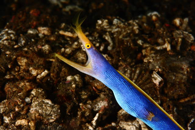 Shangrala's Amazing Underwater Creatures