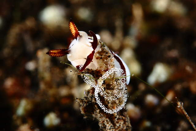 Shangrala's Amazing Underwater Creatures