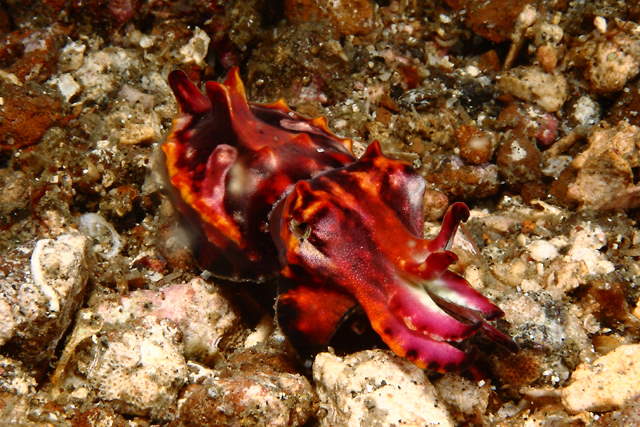 Shangrala's Amazing Underwater Creatures