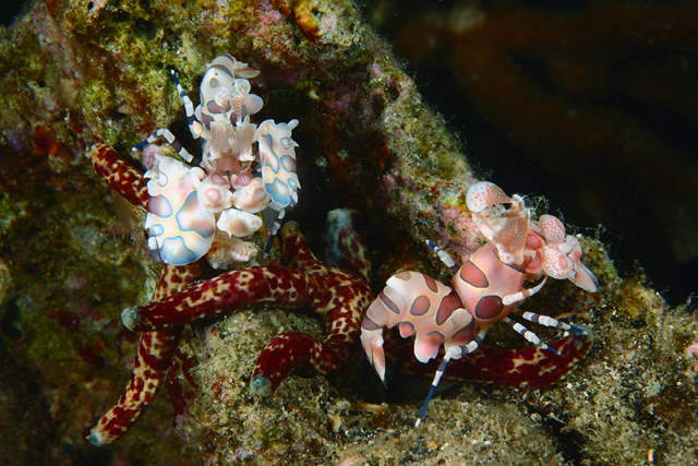 Shangrala's Amazing Underwater Creatures