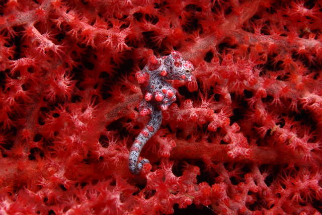 Shangrala's Amazing Underwater Creatures