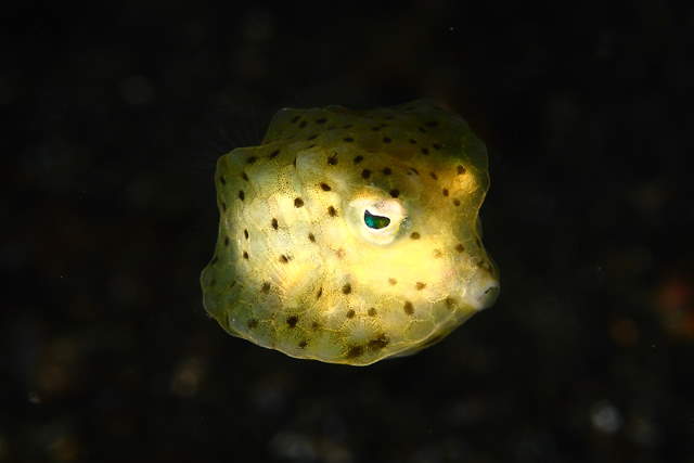 Shangrala's Amazing Underwater Creatures