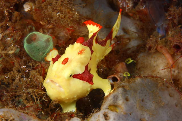 Shangrala's Amazing Underwater Creatures