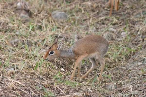 Shangrala's Cute Little Antelope