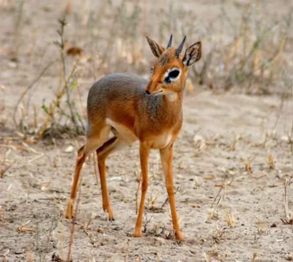 Shangrala's Cute Little Antelope