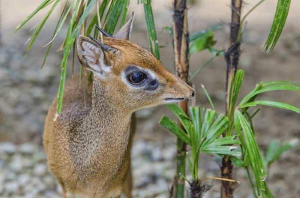 Shangrala's Cute Little Antelope